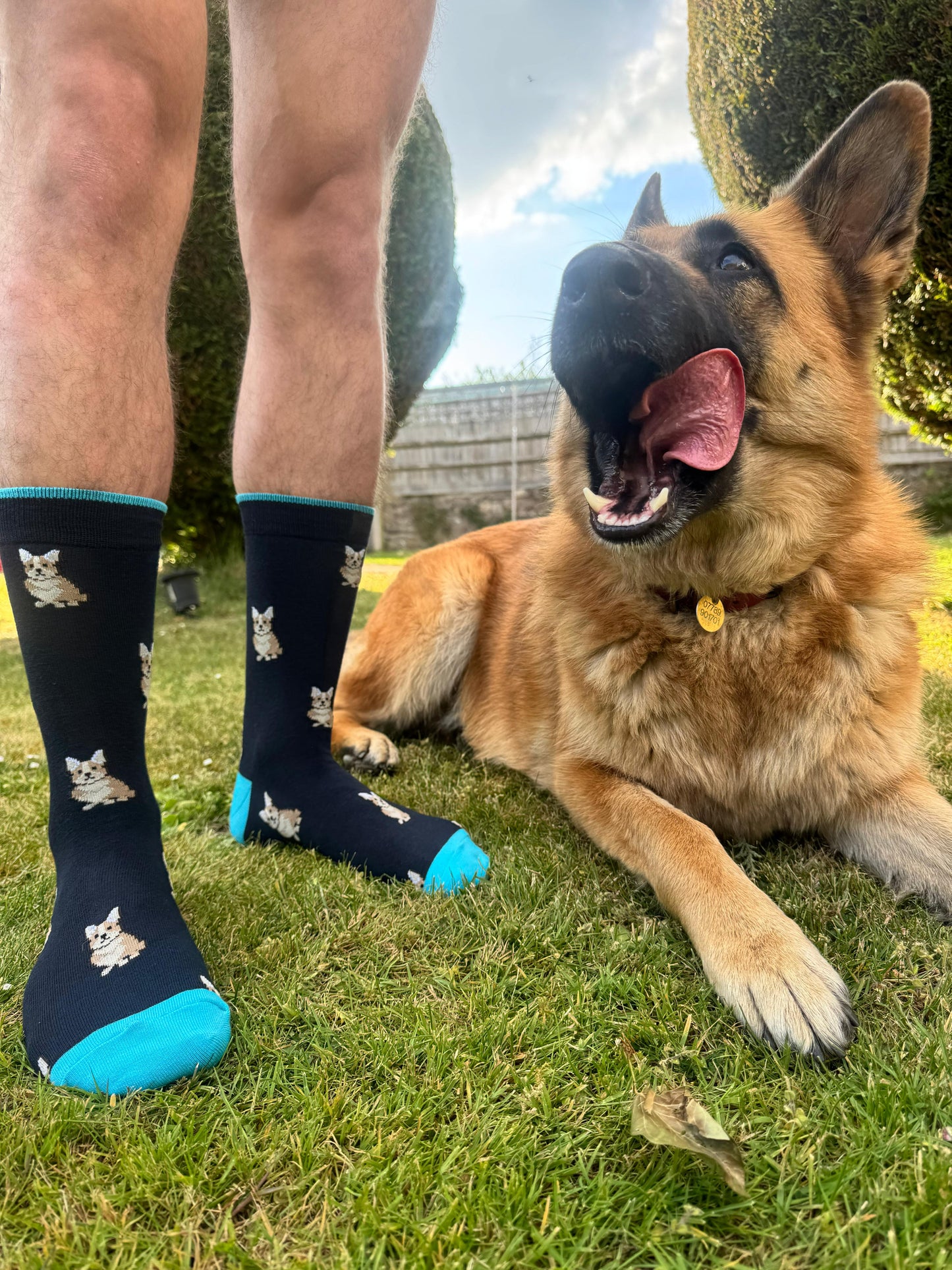 Corgi Male - The Wolf in Socks