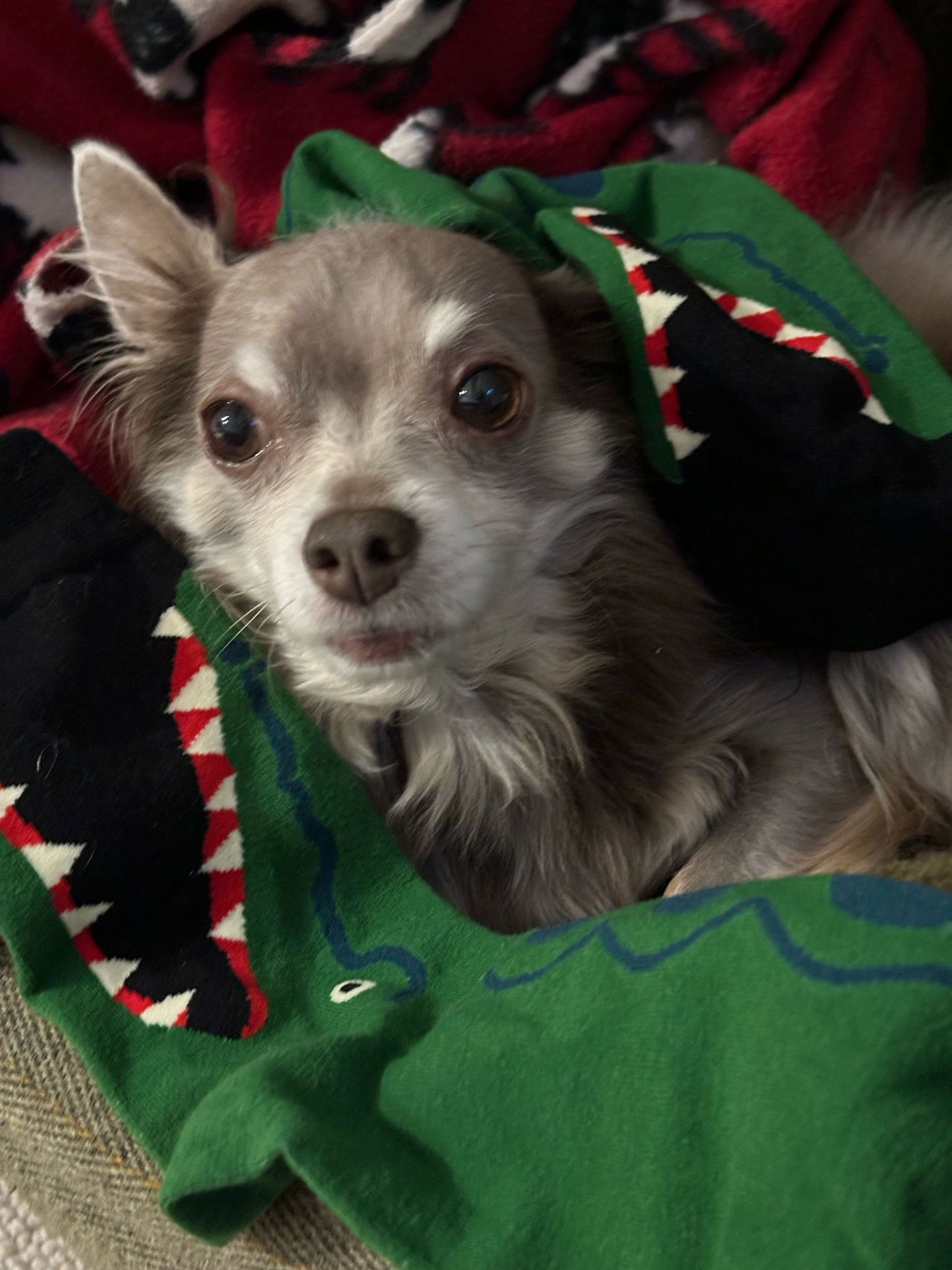 Crocodile - The Wolf in Socks