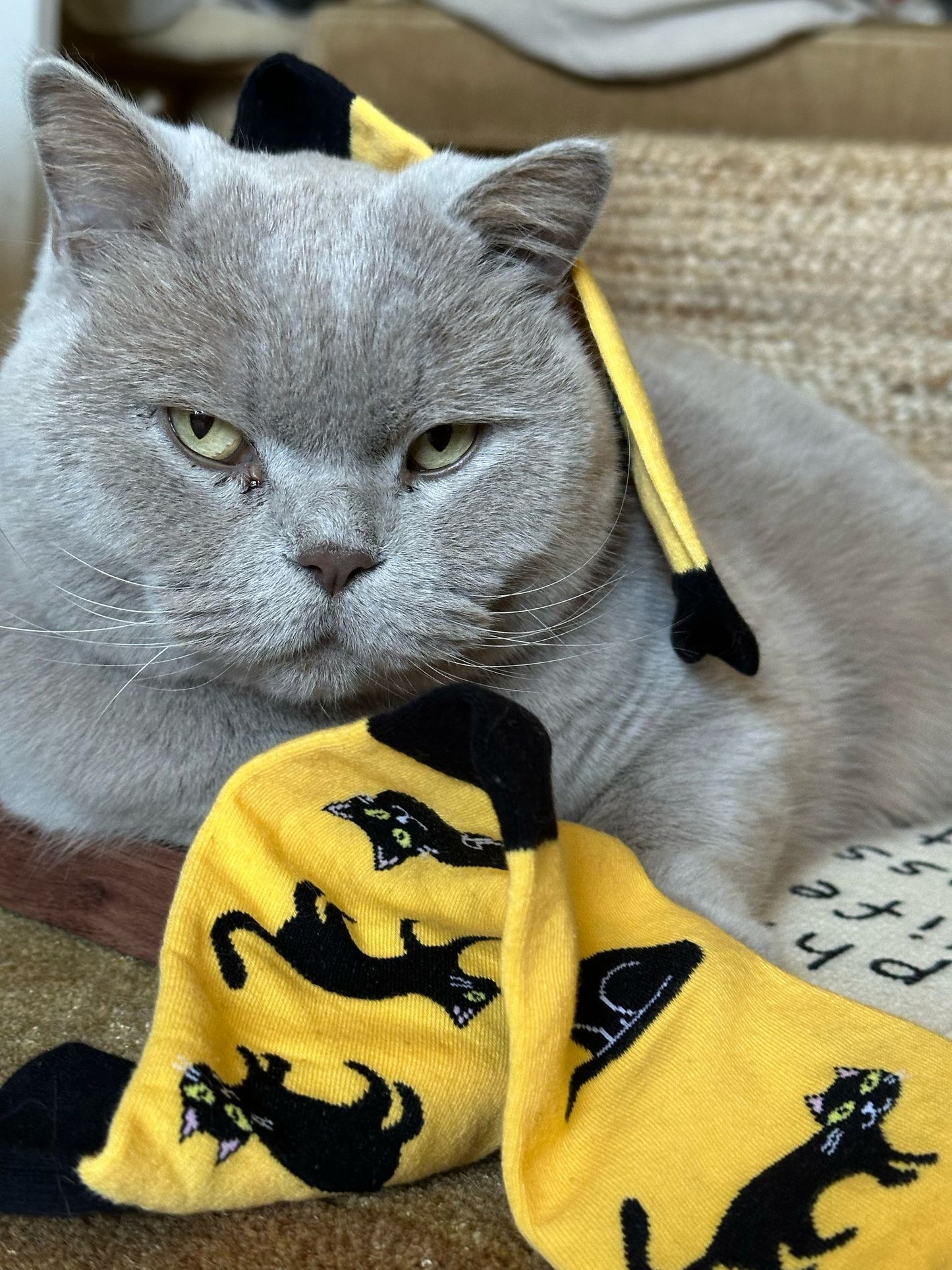 Black Cat - The Wolf in Socks