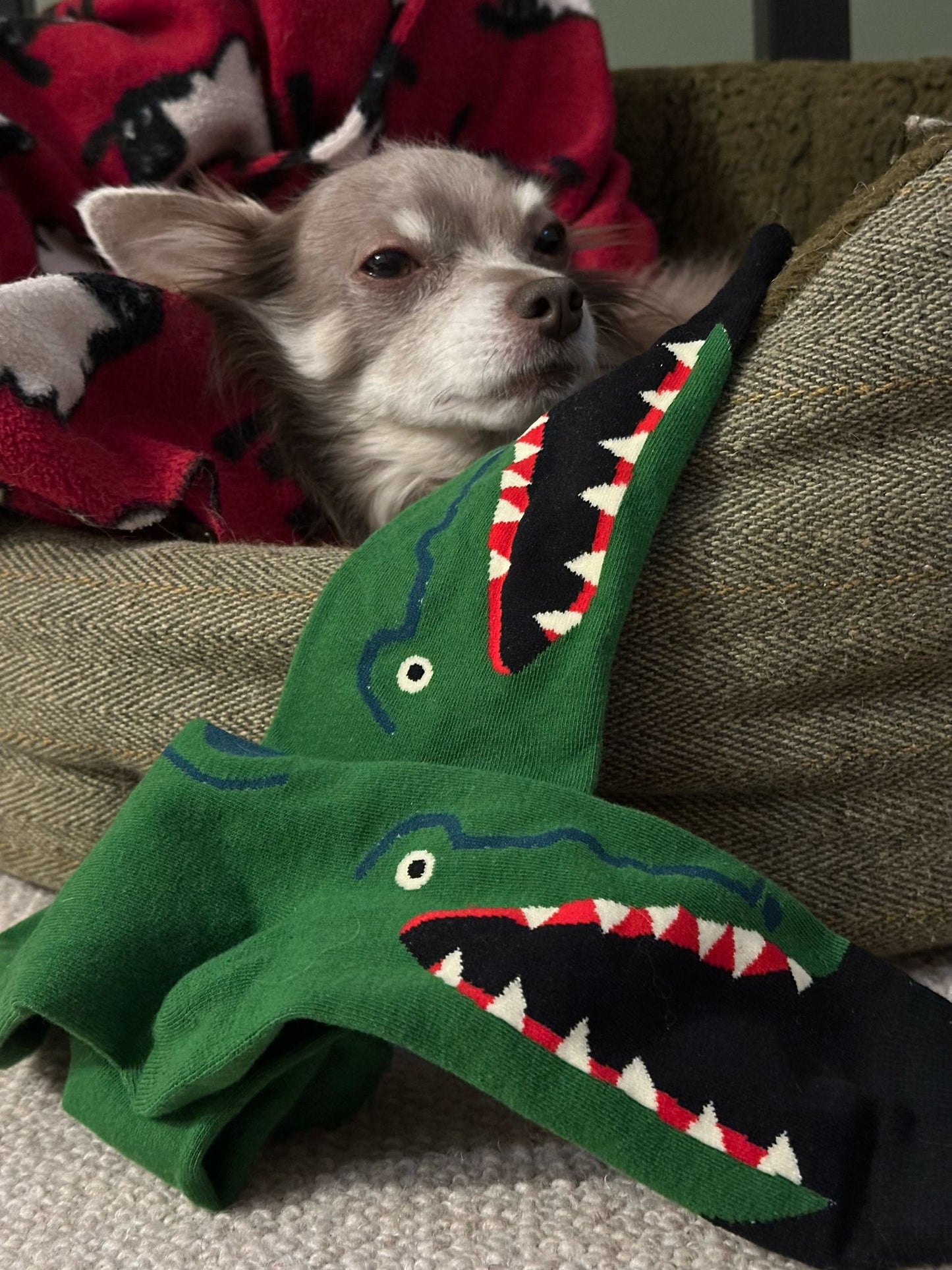 Crocodile - The Wolf in Socks