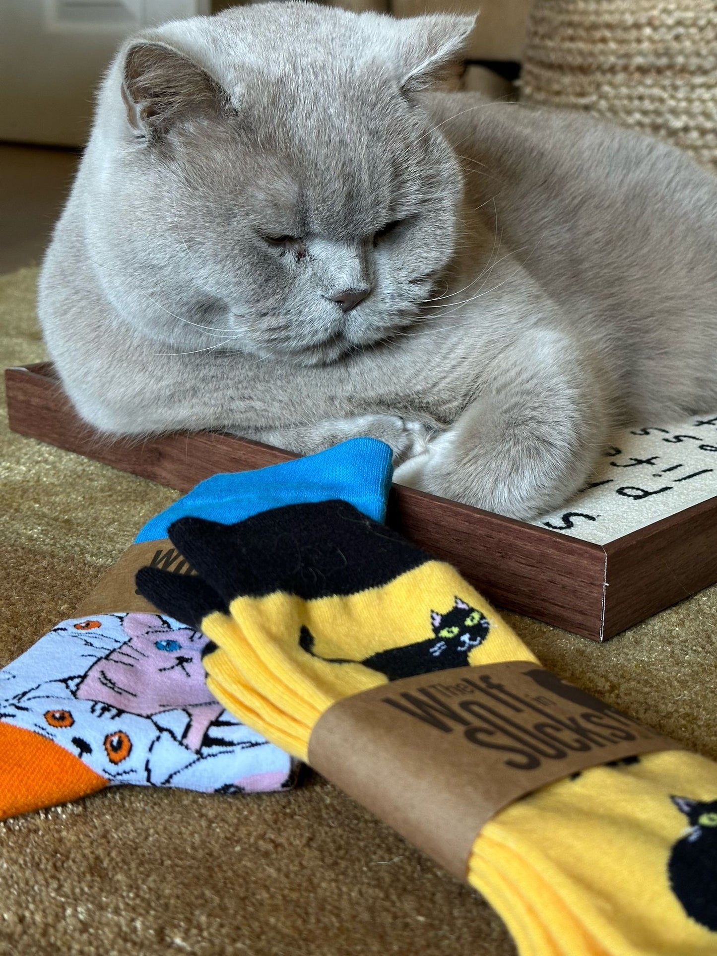 Black Cat - The Wolf in Socks