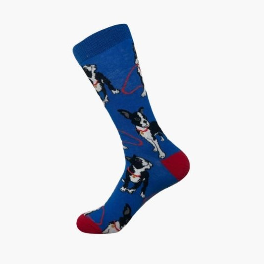 Dog With Red Gold Coin Collar